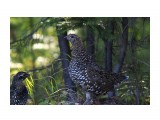 Рябчик Дикуша в красной книге. Удивительно доверчив..
Фотограф: vikirin

Просмотров: 3228
Комментариев: 0