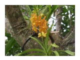 Майями, вилла Вискайя
Орхидеи в естественной среде. (Парк виллы Вискайя)

Просмотров: 260
Комментариев: 