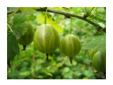 Крыжовник зелёный (сорт такой...)

Просмотров: 1093
Комментариев: 0
