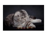 Название: 15
Фотоальбом: шотландцы
Категория: Животные

Время съемки/редактирования: 2010:04:17 21:58:26
Фотокамера: Canon - Canon EOS 5D Mark II
Диафрагма: f/6.3
Выдержка: 1/200
Фокусное расстояние: 200/1
Светочуствительность: 100


Просмотров: 728
Комментариев: 2
