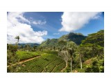Название: Чайные плантации
Фотоальбом: Шри-Ланка
Категория: Туризм, путешествия

Просмотров: 468
Комментариев: 0