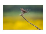 Ой, как накормлю!
Фотограф: Tsygankov Yuriy
Конек.

Просмотров: 439
Комментариев: 0
