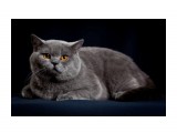 Название: 6
Фотоальбом: ICH Jack Blue Vernissage
Категория: Животные

Время съемки/редактирования: 2010:04:28 01:00:07
Фотокамера: Canon - Canon EOS 5D Mark II
Диафрагма: f/9.0
Выдержка: 1/200
Фокусное расстояние: 105/1
Светочуствительность: 100


Просмотров: 410
Комментариев: 0