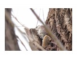 Белка-летяга или летучая белка (Pteromys volans)
Фотограф: Tsygankov Yuriy
Главное-хвост!

Просмотров: 700
Комментариев: 0