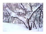 В снегу..
Фотограф: vikirin

Просмотров: 2772
Комментариев: 0