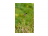 Черноголовый чекан, самец
Фотограф: VictorV
Common Stonechat

Просмотров: 1285
Комментариев: 0