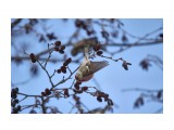 Чечетки
Фотограф: Tsygankov Yuriy

Просмотров: 553
Комментариев: 0