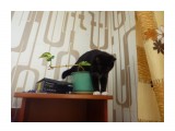 Название: P1010640
Фотоальбом: мои кошки
Категория: Животные

Просмотров: 360
Комментариев: 0