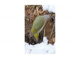 Дятел - землекоп ))
Фотограф: VictorV
Grey-headed Woodpecker

Просмотров: 538
Комментариев: 0