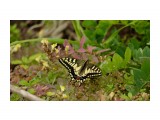 Papilio machaon Linnaeus