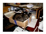 Спим на рабочем месте!!!!!Драный почтовый кот !!!
Фотограф: vikirin

Просмотров: 6549
Комментариев: 0