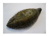 Морская мышь  
Фотограф: 7388PetVladVik

Просмотров: 7361
Комментариев: 0