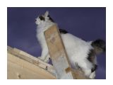 Название: На даче
Фотоальбом: Разное
Категория: Животные

Время съемки/редактирования: 2008:06:20 21:35:20
Фотокамера: Panasonic - DMC-LZ2
Диафрагма: f/3.5
Выдержка: 10/600
Фокусное расстояние: 172/10
Светочуствительность: 200


Просмотров: 675
Комментариев: 0