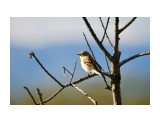 Юрок
Фотограф: Tsygankov Yuriy

Просмотров: 768
Комментариев: 0