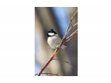 Московка
Фотограф: VictorV
Coal Tit

Просмотров: 658
Комментариев: 0