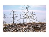 Мертвый лес на Старом Набиле
Фотограф: vikirin

Просмотров: 1073
Комментариев: 0