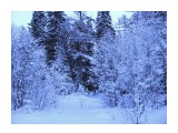 А я в зимнем лесу...
Фотограф: vikirin

Просмотров: 5212
Комментариев: 0