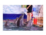 Дельфины рисуют
Фотограф: vikirin

Просмотров: 1181
Комментариев: 0