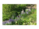 Люпины

Просмотров: 806
Комментариев: 0