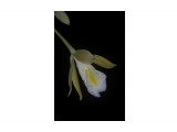 Euchile (Encyclia) citrina x mariae

Просмотров: 750
Комментариев: 