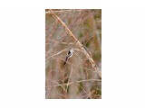 Long-tailed Tit
Фотограф: VictorV
Ополовник

Просмотров: 676
Комментариев: 0