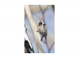 Хоть и маленький, но дятел ))
Фотограф: VictorV
Japanese Pigmy Woodpecker

Просмотров: 938
Комментариев: 0