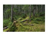 Старая просека
Фотограф: Mikhaylovich

Просмотров: 4302
Комментариев: 1