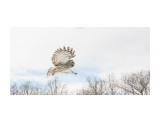 Неясыть длиннохвостая
Фотограф: Tsygankov Yuriy

Просмотров: 357
Комментариев: 3