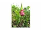 Северная орхидея - Венерин башмачок. Занесен в Красную книгу.
Редкий цветок.

Просмотров: 1298
Комментариев: 0