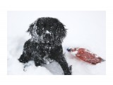 Портрет в снегу
Фотограф: vikirin

Просмотров: 3149
Комментариев: 0