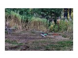 Чайки пешком ходють
Фотограф: vikirin

Просмотров: 1025
Комментариев: 0