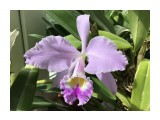 Cattleya gaskelliana

Просмотров: 727
Комментариев: 
