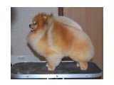 Название: ICH Jolvin Dare To Deam
Фотоальбом: мои шпицы
Категория: Животные
Описание: на Евразии

Просмотров: 749
Комментариев: 0
