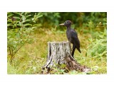 Black Woodpecker 
Фотограф: VictorV
Желна

Просмотров: 684
Комментариев: 8