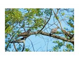 Большие горлицы, пара
Фотограф: VictorV
Oriental Turtle-dove

Просмотров: 884
Комментариев: 0
