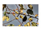 Поздние яблочки.. В саду Орловой Т.Д.
Фотограф: vikirin

Просмотров: 1688
Комментариев: 0