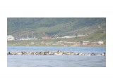 Сивучи

Просмотров: 267
Комментариев: 0