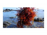 DSC03323
Морской виноград — одно из названий бурых водорослей из рода Саргассум. Морские водоросли, а именно бурая водоросль, – это ценнейшая для человека и животных натуральная пища, содержащая множество полезных питательных веществ. Морских водорослей бесчисленное множество, и польза их неоспорима. Один из самых распространенных видов морских водорослей - фукус. Или же другое название - морской виноград, представитель семейства Гречишных.

Просмотров: 434
Комментариев: 0