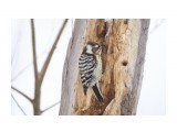 За работой )
Фотограф: VictorV
Japanese Pygmy Woodpecker

Просмотров: 470
Комментариев: 0