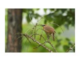 Название: Соловей-красношейка
Фотоальбом: Птички
Категория: Животные
Фотограф: VictorV

Время съемки/редактирования: 2020:07:15 23:59:52
Фотокамера: SONY - SLT-A99
Диафрагма: f/6.3
Выдержка: 1/400
Фокусное расстояние: 4000/10



Просмотров: 362
Комментариев: 0