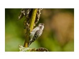 Japanese Pygmy Woodpecker
Фотограф: VictorV
Малый острокрылый дятел, самец

Просмотров: 575
Комментариев: 3