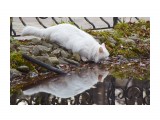Жажда... ))
Фотограф: VictorV

Просмотров: 574
Комментариев: 0
