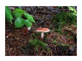 Russula rosea
Сыроежка розовая

Просмотров: 173
Комментариев: 0