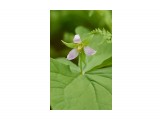 Триллиум Чоноски
Фотограф: VictorV
Trillium tschonoskii

Просмотров: 1441
Комментариев: 0