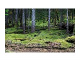 Лес безжизненный, мертвый, ни зверинки, все затянуто наглухо зеленым мхом..
Фотограф: vikirin

Просмотров: 3585
Комментариев: 0