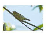 Корольковая пеночка
Фотограф: VictorV
Pallas's Leaf Warbler

Просмотров: 714
Комментариев: 0