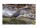 Бурaя оляпка
Фотограф: VictorV
Brown Dipper

Просмотров: 3303
Комментариев: 0