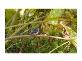 Пестрогрудая мухоловка
Фотограф: VictorV
Grey-streaked Flycatcher

Просмотров: 3112
Комментариев: 0
