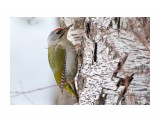 _DSC0410
Фотограф: VictorV
Grey-headed Woodpecker

Просмотров: 649
Комментариев: 0