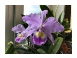 Cattleya gaskelliana

Просмотров: 711
Комментариев: 